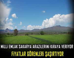 Milli emlak Sakarya arazilerini kiraya veriyor, fiyatlar görenleri şaşırtıyor