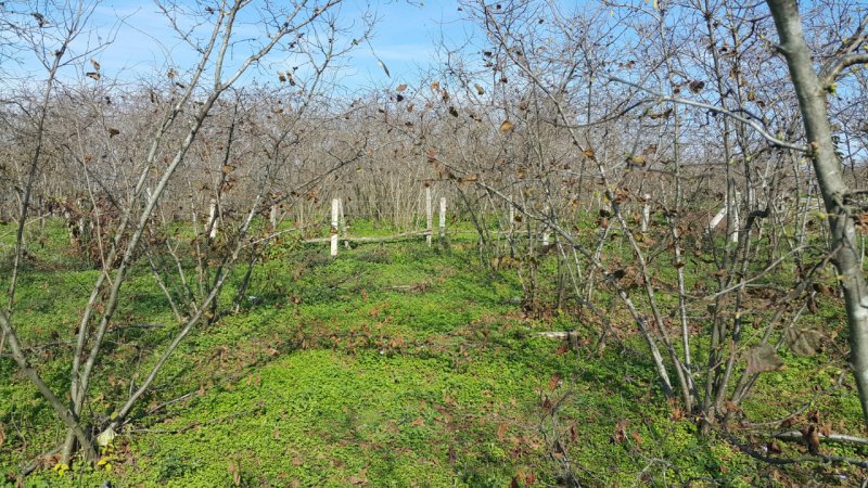 sahibinden karasu yukari aziziye de 5000 m2 tapulu satilik findiklik sakarya emlak ilan