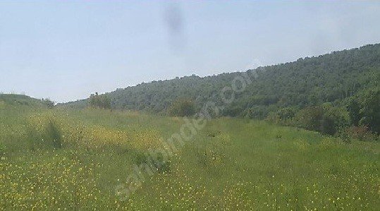 KAYNARCA SARIBEYLİDE 6200M2 - 30 ADET CEVİZ FİDANI DİKİLİ -