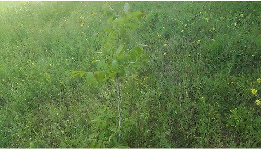 KAYNARCA SARIBEYLİDE 6200M2 - 30 ADET CEVİZ FİDANI DİKİLİ -