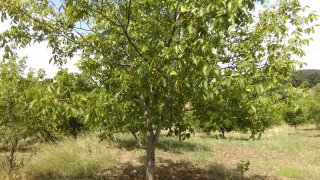 YATIRIMLIK BAKIMLI CEVİZLİK