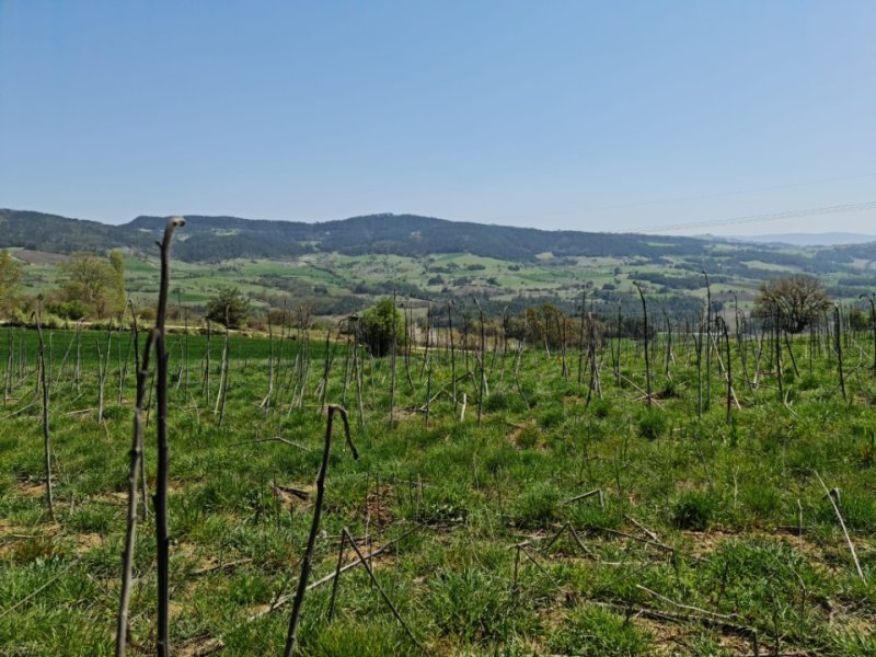 GEYVE'DE SATILIK 9.200 m2 TARLA