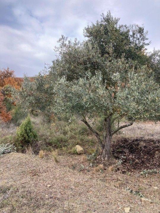 GEYVE KARACAÖREN'DE SATILIK TARLA