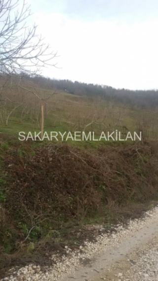 Satılık Tarla Arazi - Sakarya Hendek Çobanyatak