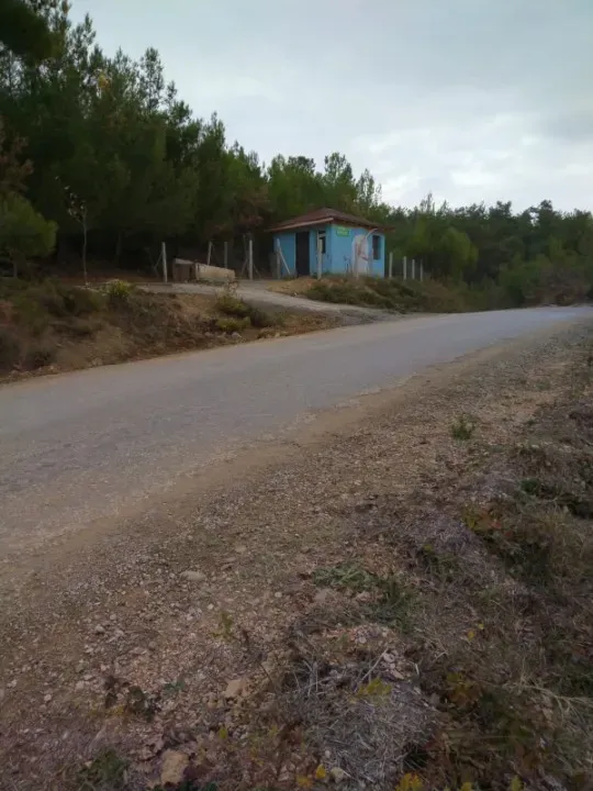 Üzüm bağı