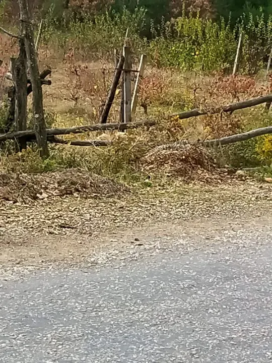 Üzüm bağı