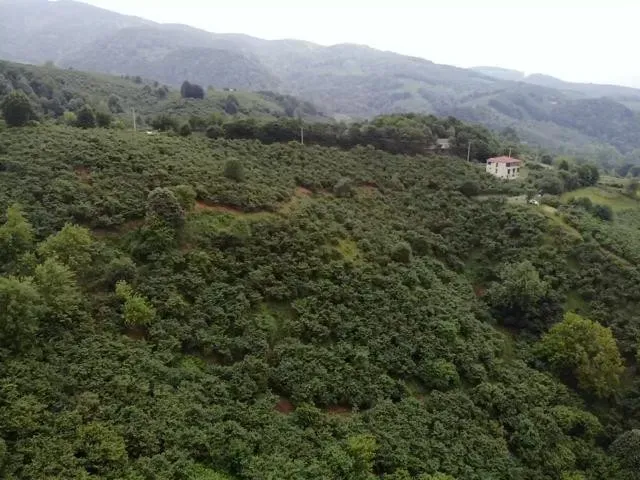 Sahibinden Şerefiye'de 10.489m2 İmarlı Satılık Arsa