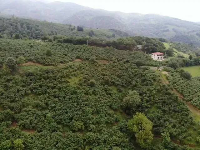 Sahibinden Şerefiye'de 10.489m2 İmarlı Satılık Arsa