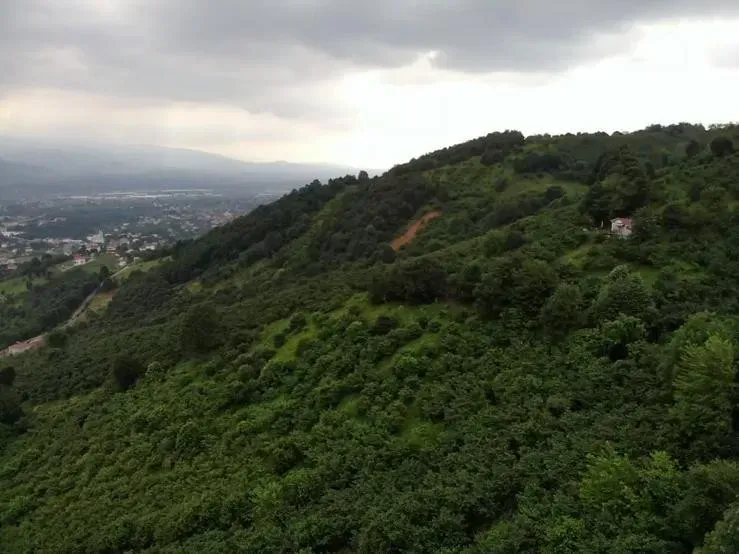 Sahibinden Şerefiye'de 10.489m2 İmarlı Satılık Arsa