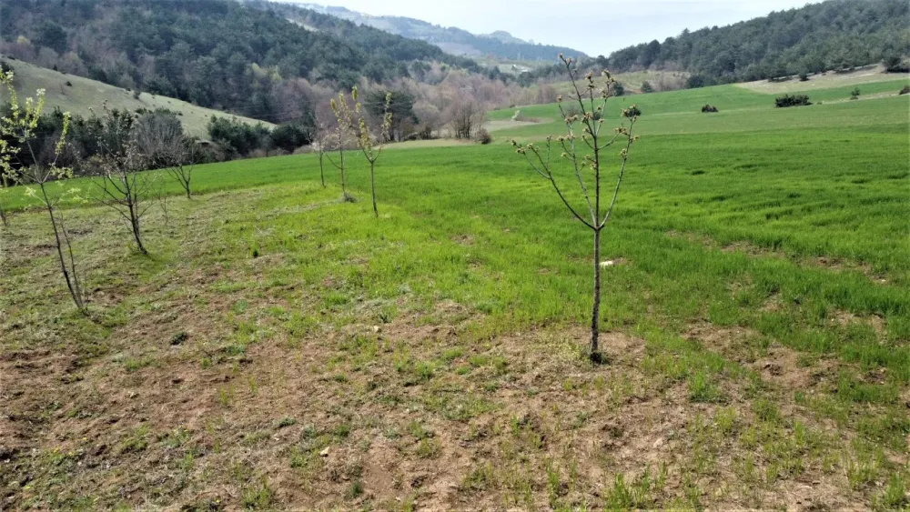 AVCI EMLAK'TAN GEYVE AHİBABA'DA RESMİ YOLA CEPHELİ 2230 m2 YATIRIMLIK ARAZİ