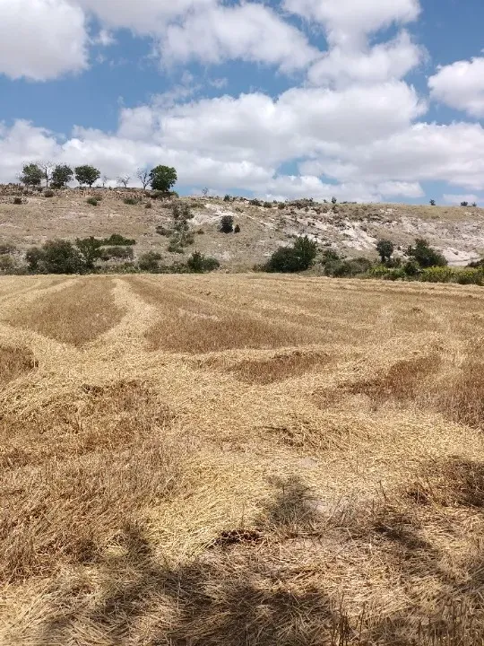 KAYSERİ - GESSİ - KAYABAĞI MAHALLESİNDESATILIK TARLA