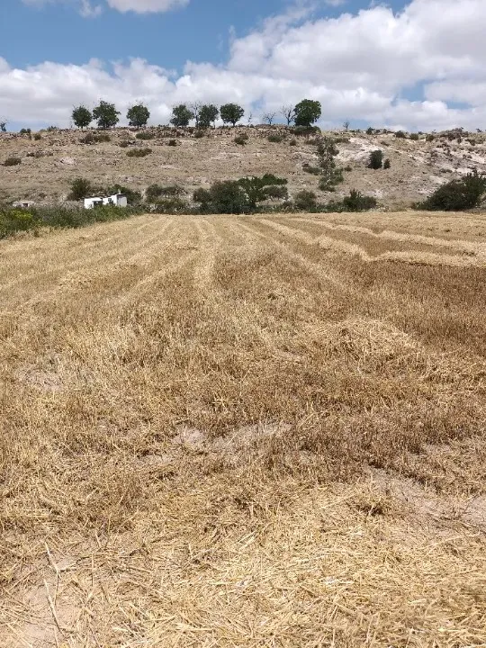 KAYSERİ - GESSİ - KAYABAĞI MAHALLESİNDESATILIK TARLA