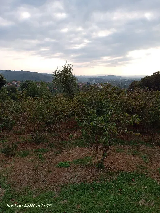 5 DÖNÜM İKİ KADASTRAL YOLA CEPHELİ FINDIK BAHÇESi