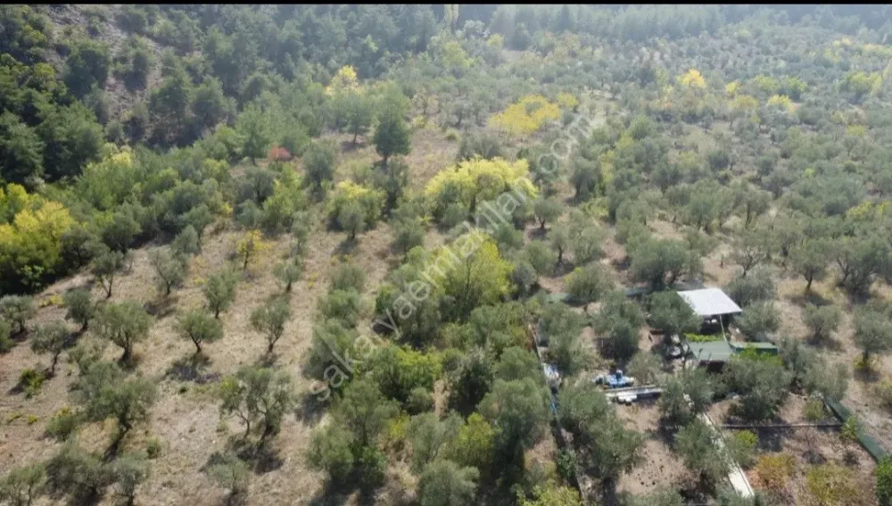 BAKMADAN GEÇMEYİN....DOĞA İLE BAŞBAŞA 1.161M2 FIRSAT ZEYTİNLİK
