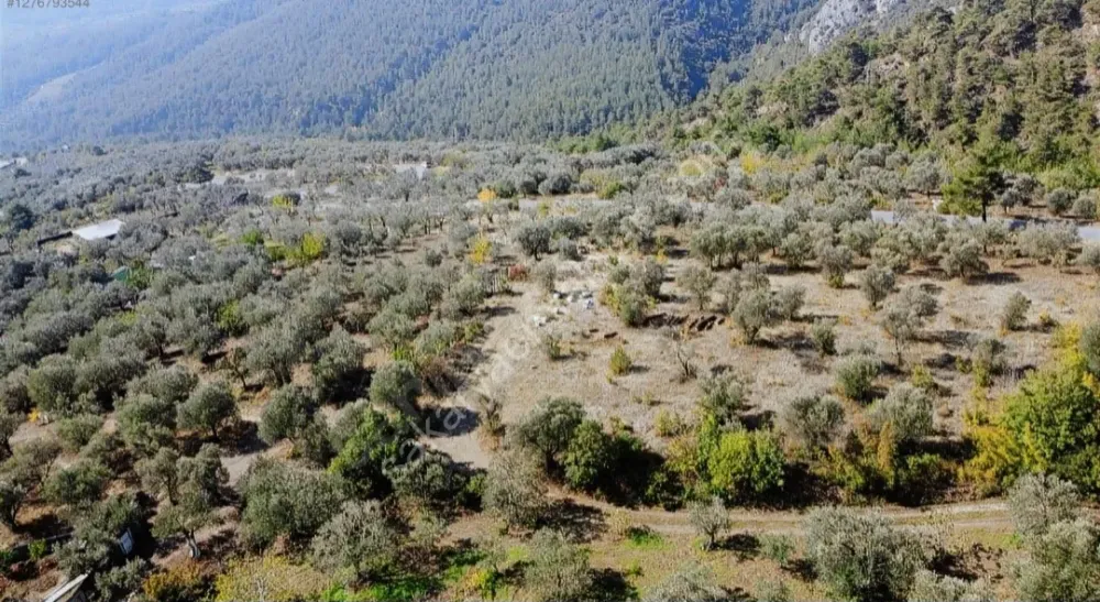 BAKMADAN GEÇMEYİN....DOĞA İLE BAŞBAŞA 1.161M2 FIRSAT ZEYTİNLİK