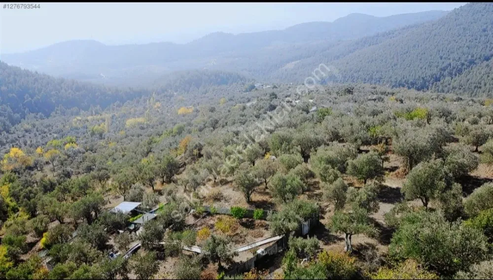 BAKMADAN GEÇMEYİN....DOĞA İLE BAŞBAŞA 1.161M2 FIRSAT ZEYTİNLİK