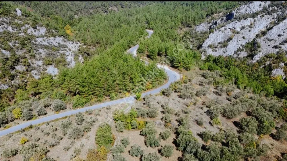 BAKMADAN GEÇMEYİN....DOĞA İLE BAŞBAŞA 1.161M2 FIRSAT ZEYTİNLİK