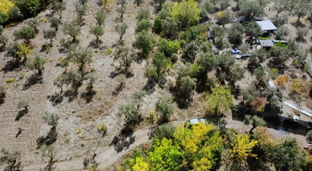 BAKMADAN GEÇMEYİN....DOĞA İLE BAŞBAŞA 1.161M2 FIRSAT ZEYTİNLİK