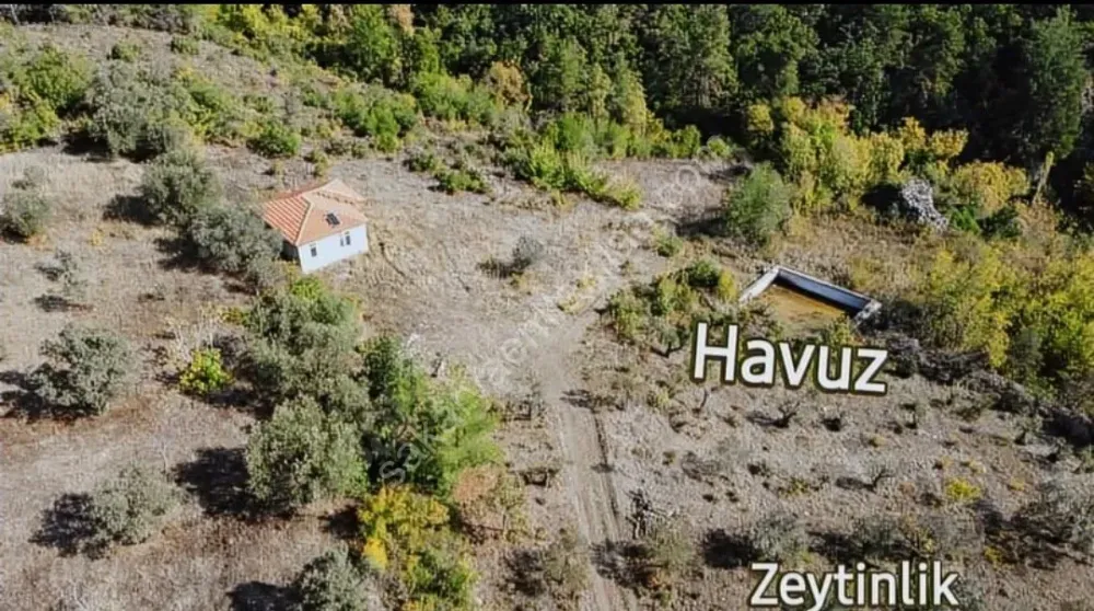 BAKMADAN GEÇMEYİN....DOĞA İLE BAŞBAŞA 1.161M2 FIRSAT ZEYTİNLİK