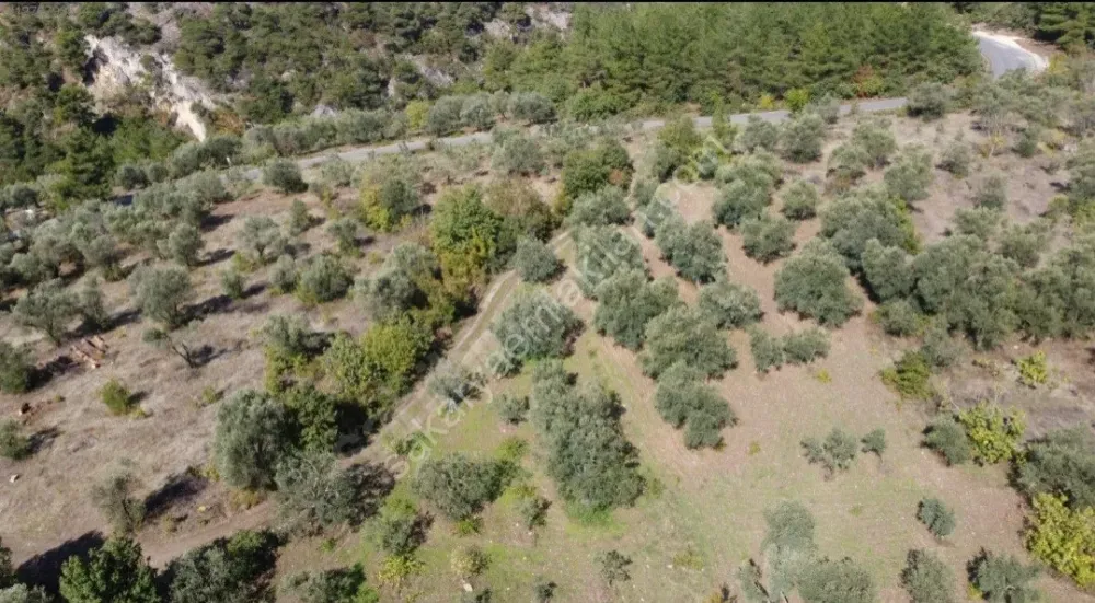 BAKMADAN GEÇMEYİN....DOĞA İLE BAŞBAŞA 1.161M2 FIRSAT ZEYTİNLİK