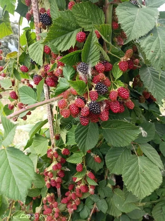 SAKARYA PAMUKOVA BAKACAK MAH.SATILIK KÖY EVİ