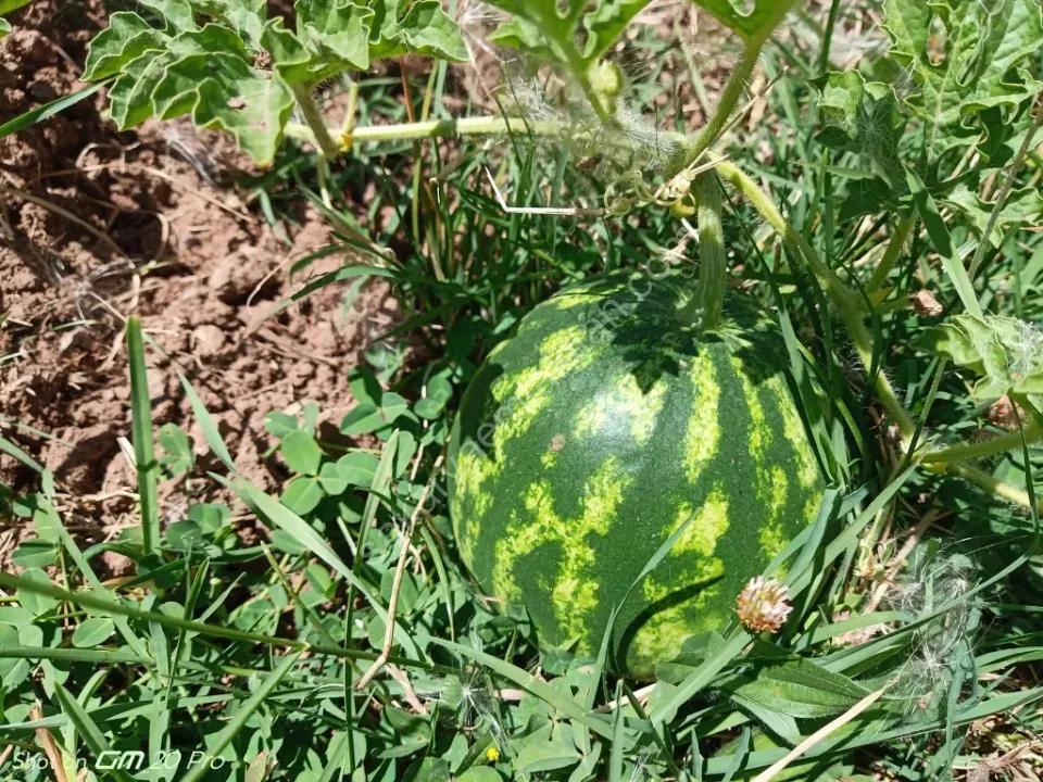 SAKARYA PAMUKOVA BAKACAK MAH.SATILIK KÖY EVİ