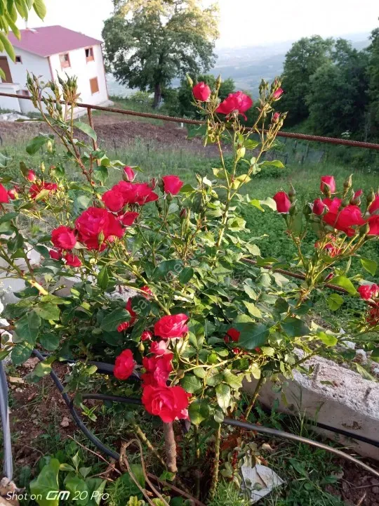 SAKARYA PAMUKOVA BAKACAK MAH.SATILIK KÖY EVİ