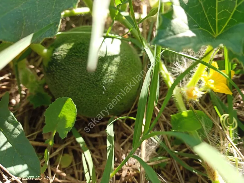 SAKARYA PAMUKOVA BAKACAK MAH.SATILIK KÖY EVİ