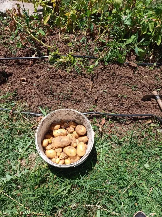 SAKARYA PAMUKOVA BAKACAK MAH.SATILIK KÖY EVİ