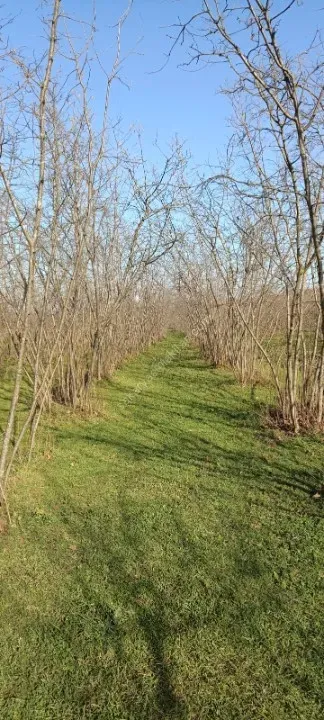 AKYAZI KÜÇÜCEK’TE YATIRIM DEĞERİ YÜKSEK 1340 m² FINDIK BAHÇESİ !