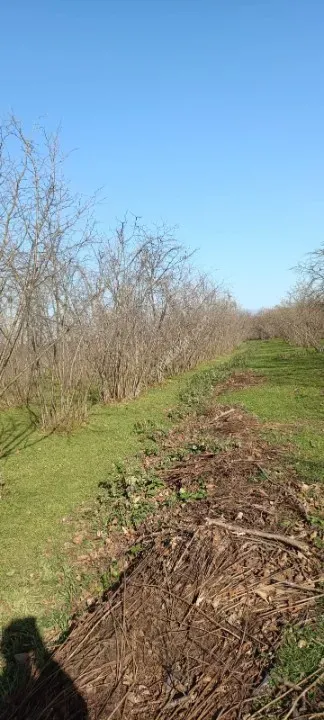 AKYAZI KÜÇÜCEK’TE YATIRIM DEĞERİ YÜKSEK 1340 m² FINDIK BAHÇESİ !