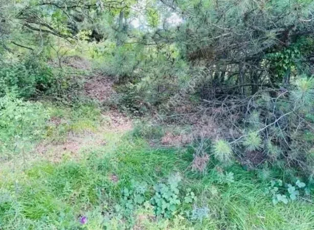 GEYVE AKINCI DEREKÖY’DE 1114 m² YOLA CEPHELİ HOBİ BAHÇELİK FIRSAT ARAZİ