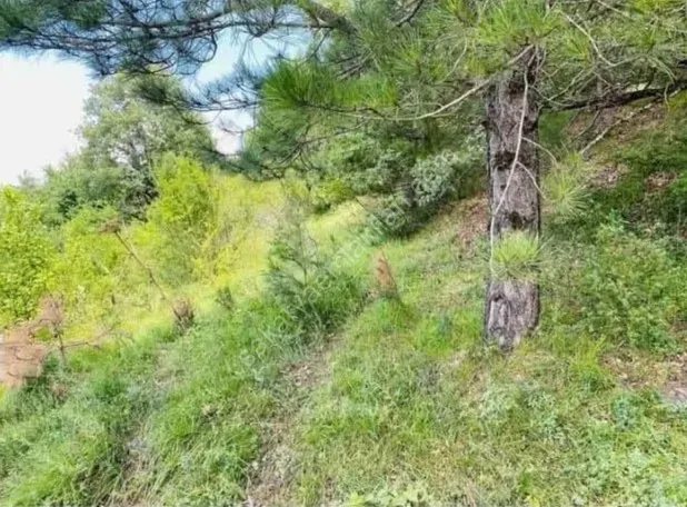 GEYVE AKINCI DEREKÖY’DE 1114 m² YOLA CEPHELİ HOBİ BAHÇELİK FIRSAT ARAZİ