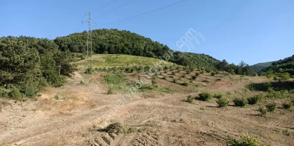 GEYVE AHİBABA KÖYÜNDE 10782 m² ARAÇ TAKASLI, EMSALLERİNE GÖRE HESAPLI FIRTSAT ARAZİ