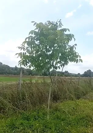 ADAPAZARI ÖRENTEPE MAHALLESİNDE SATILIK 891 M2 TARLA