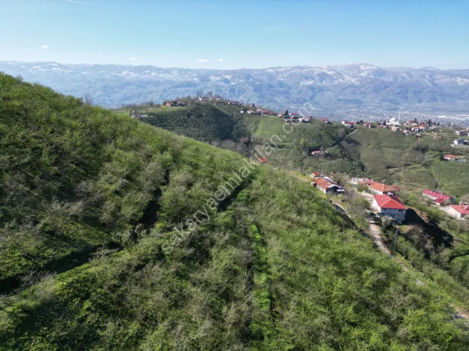 AKYAZI / M.YENİKÖY'DE SATILIK BAHÇE 2.518 m2