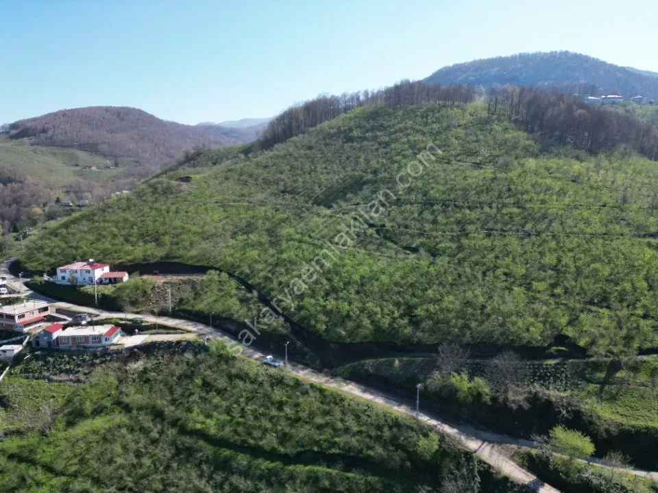 AKYAZI / M.YENİKÖY'DE SATILIK BAHÇE 2.518 m2