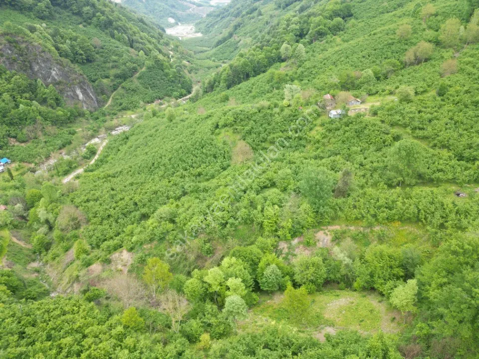 BALLIKAYA BARAJ MANZARALI SATILIK FINDIK BAHÇESİ KONUT İMARLI