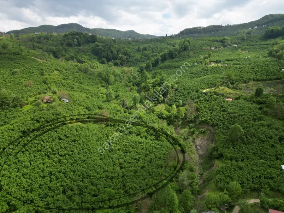 BALLIKAYA BARAJ MANZARALI SATILIK FINDIK BAHÇESİ KONUT İMARLI