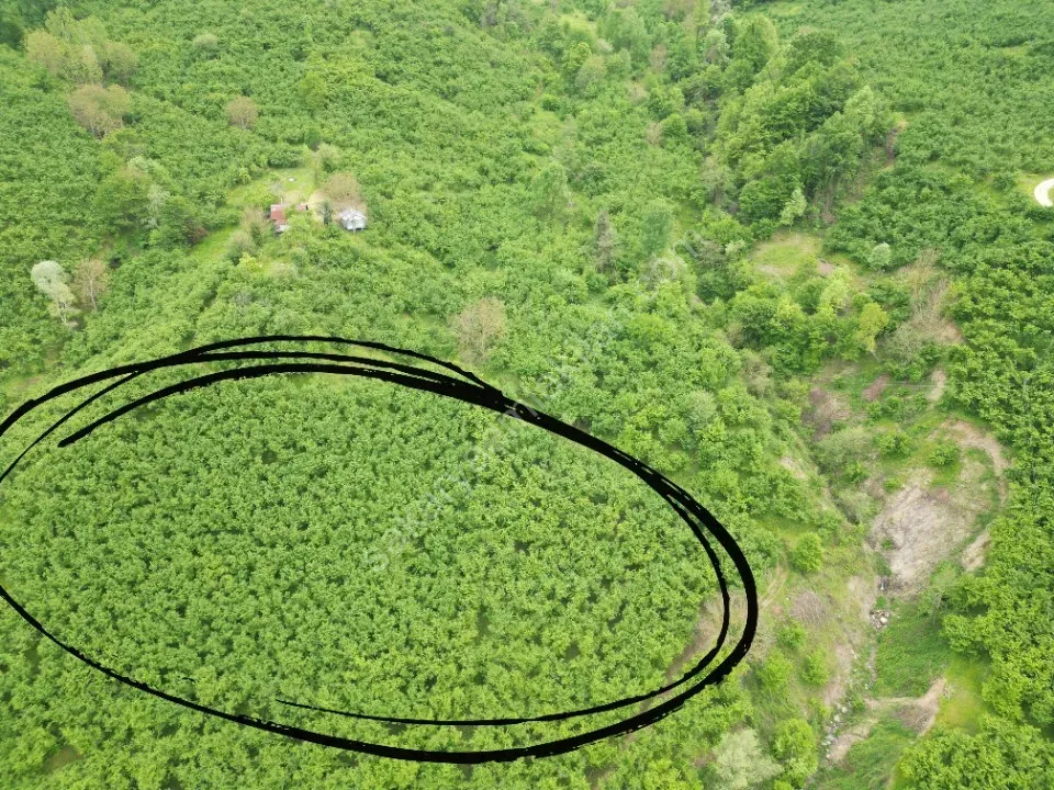 BALLIKAYA BARAJ MANZARALI SATILIK FINDIK BAHÇESİ KONUT İMARLI