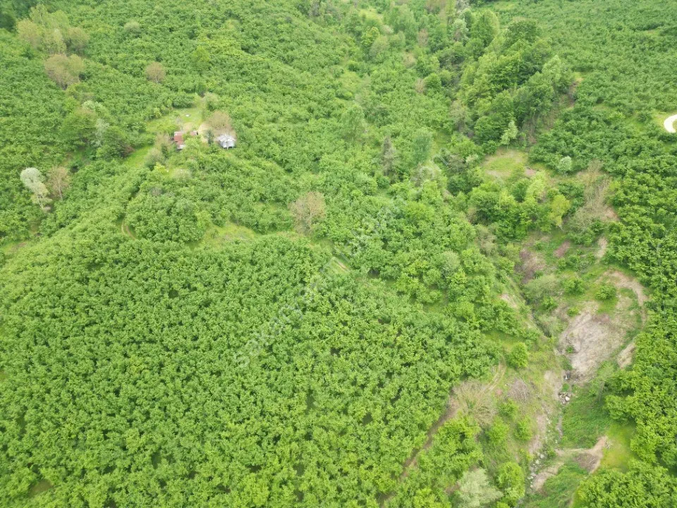 BALLIKAYA BARAJ MANZARALI SATILIK FINDIK BAHÇESİ KONUT İMARLI