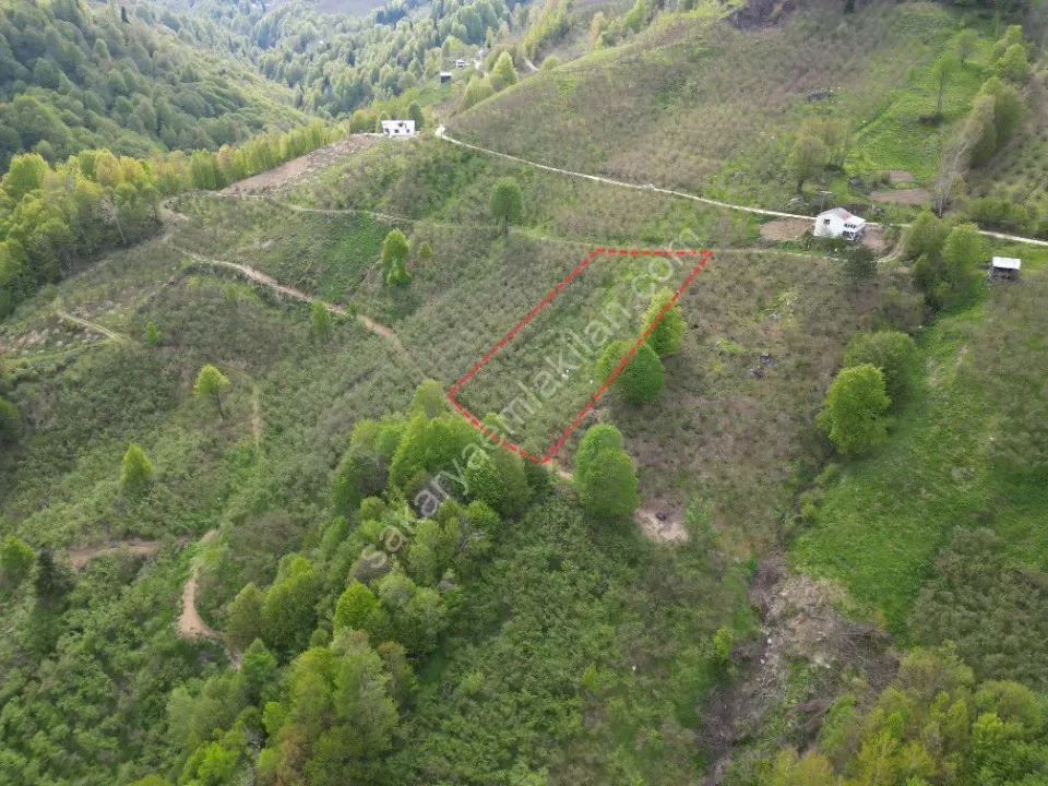 TAŞYATAK MAH. AKYAZI'DA SATILIK FINDIK BAHÇESİ 2.075 m2