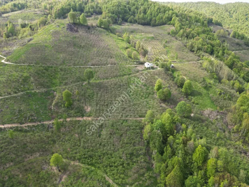 TAŞYATAK MAH. AKYAZI'DA SATILIK FINDIK BAHÇESİ 2.075 m2