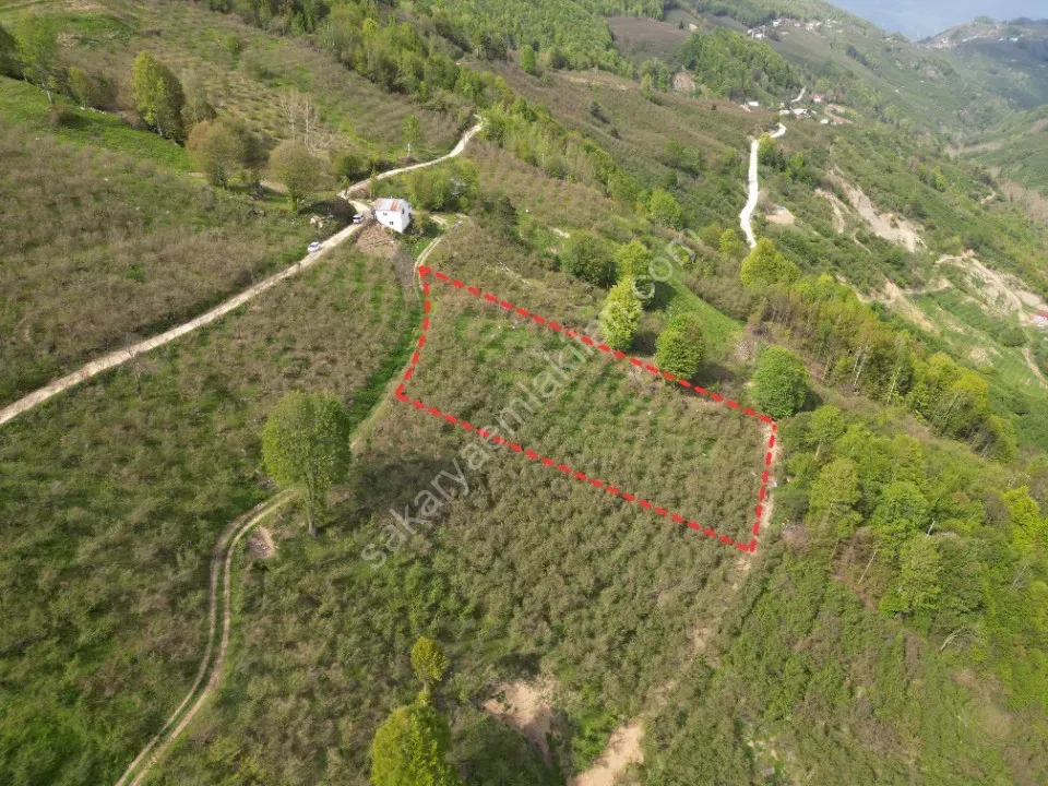 TAŞYATAK MAH. AKYAZI'DA SATILIK FINDIK BAHÇESİ 2.075 m2