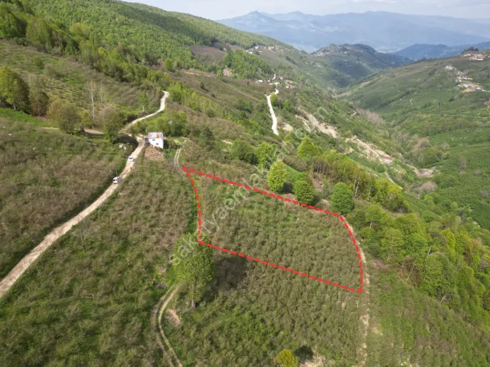 TAŞYATAK MAH. AKYAZI'DA SATILIK FINDIK BAHÇESİ 2.075 m2