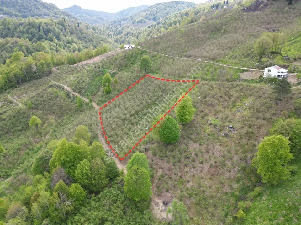 TAŞYATAK MAH. AKYAZI'DA SATILIK FINDIK BAHÇESİ 2.075 m2