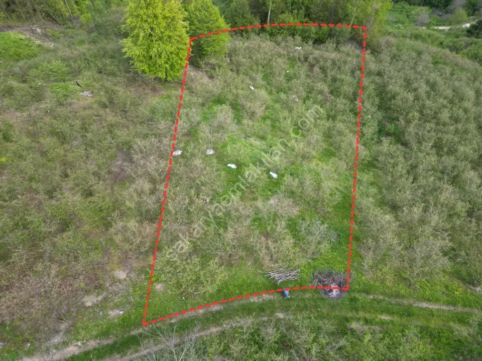 TAŞYATAK MAH. AKYAZI'DA SATILIK FINDIK BAHÇESİ 2.075 m2