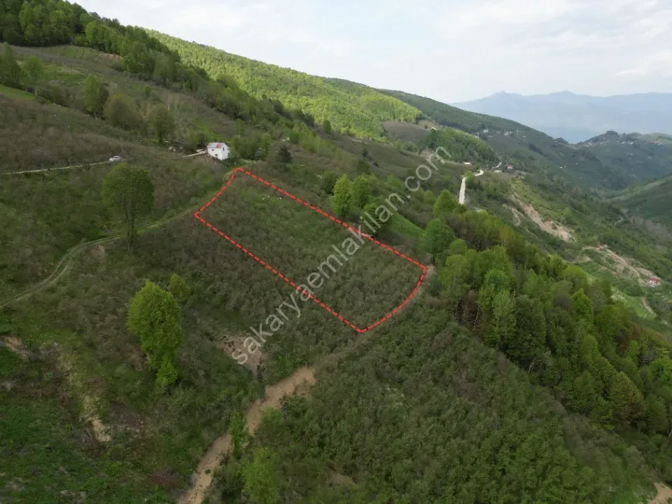 TAŞYATAK MAH. AKYAZI'DA SATILIK FINDIK BAHÇESİ 2.075 m2