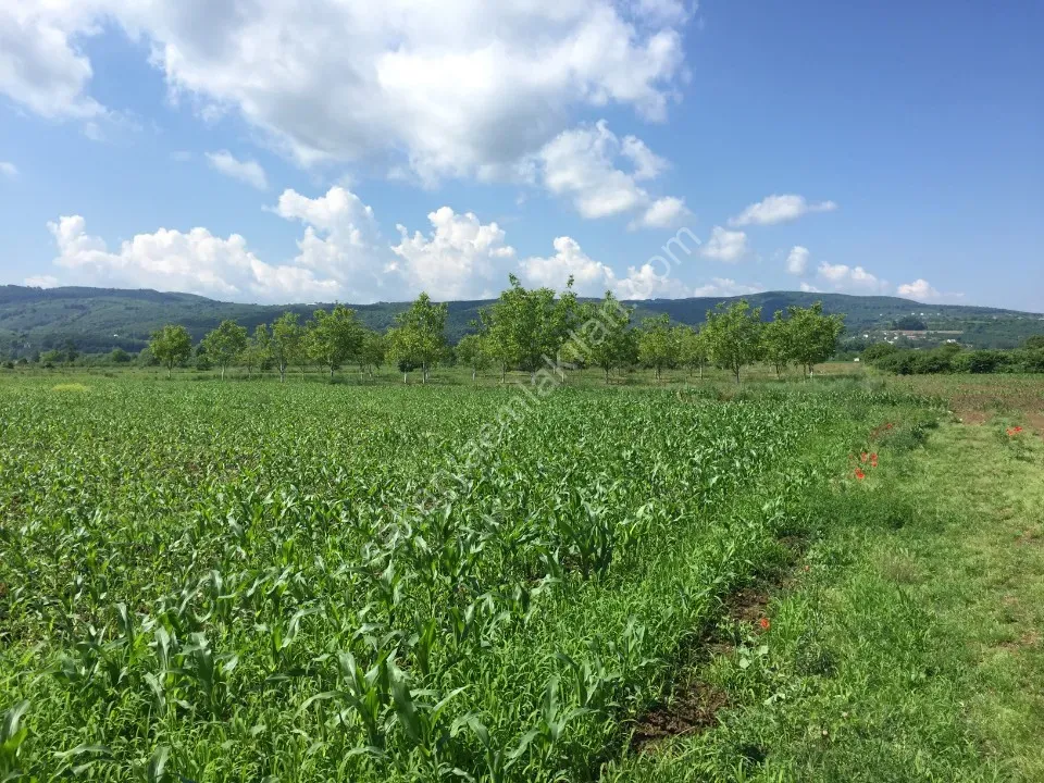 YILDIZ GAYRİMENKUL'DEN KAYNARCA SATILIK TARLA