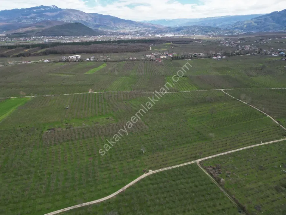 KÜÇÜCEK İSTİKLAL'DE 6.159 m2 FINDIK BAHÇESİ SATILIK